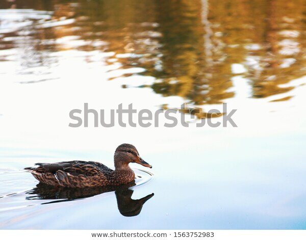 Куплена в United States