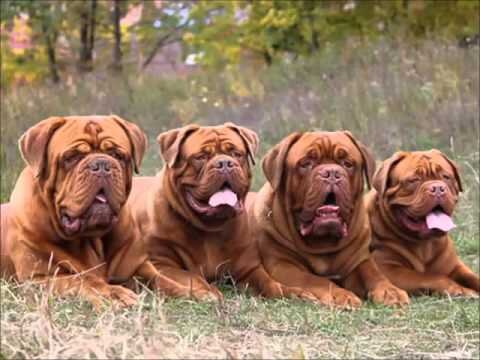 Французский мастиф