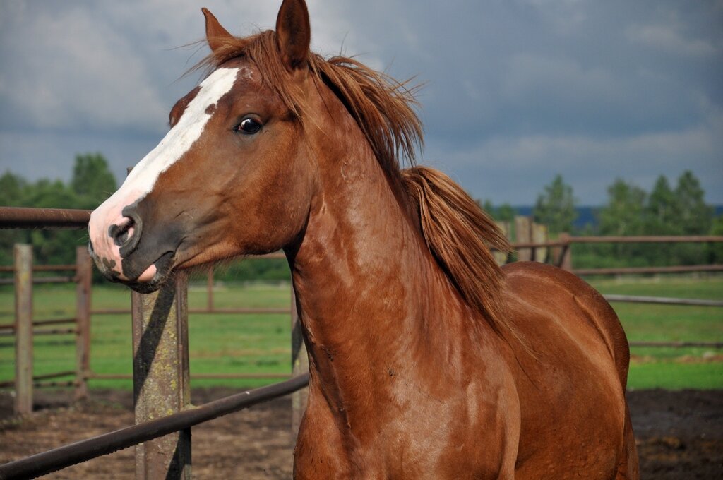 Лошадь Керри