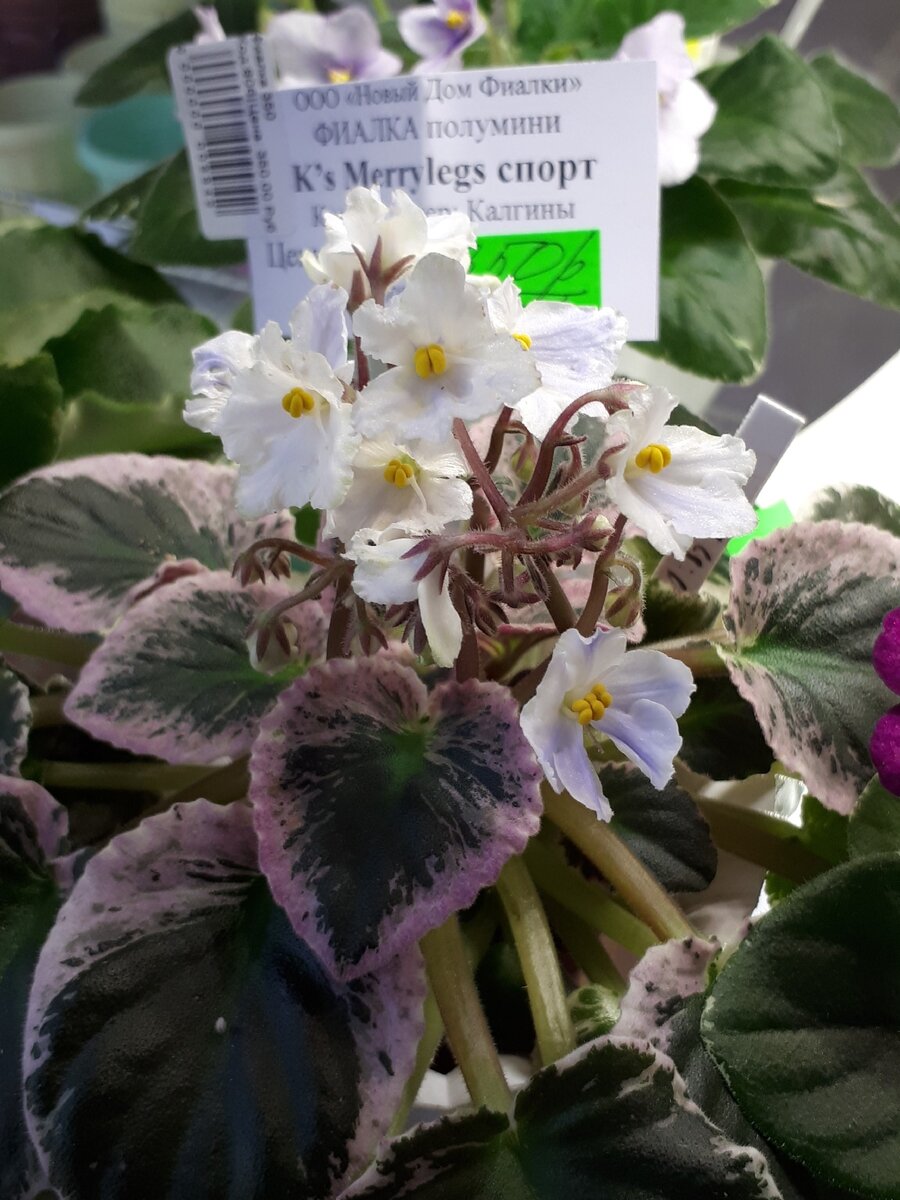 Листья с розовым - моя слабость