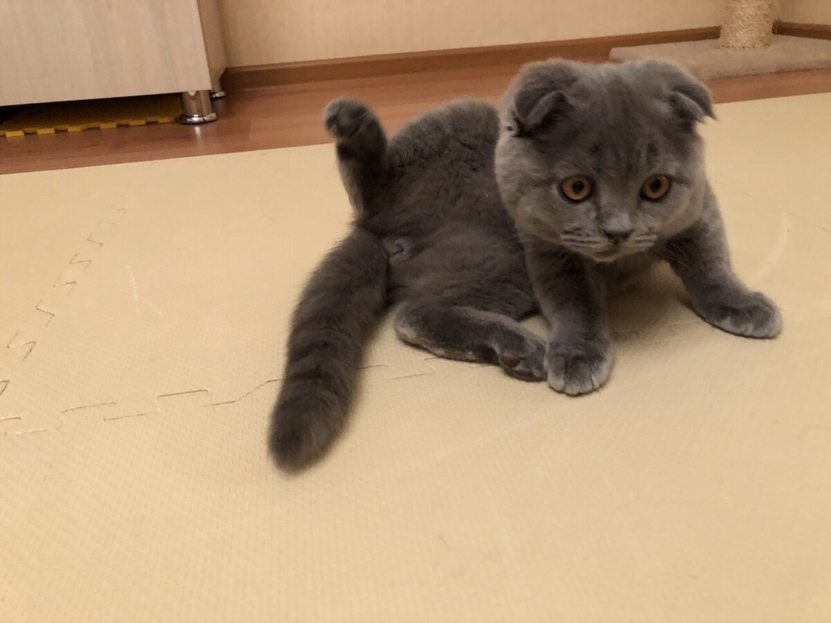 Я прямо секси кот :) 