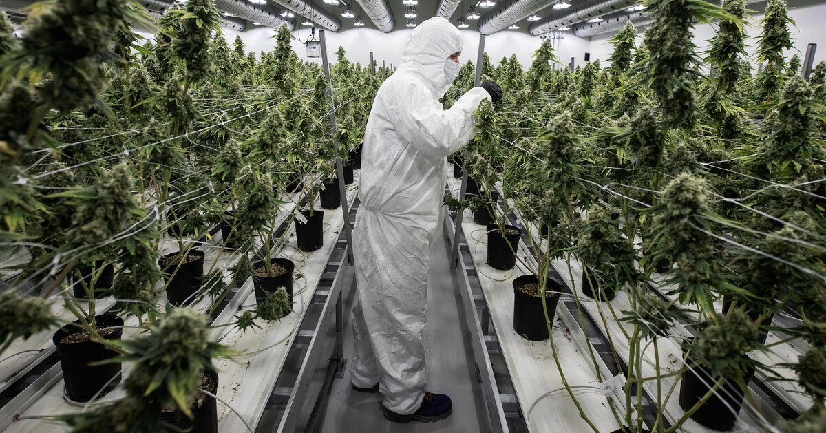 Легальное выращивание конопли