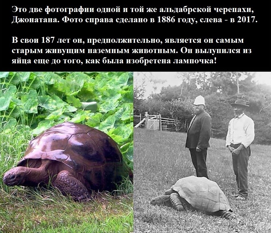 Изображение - Яндекс Картинки