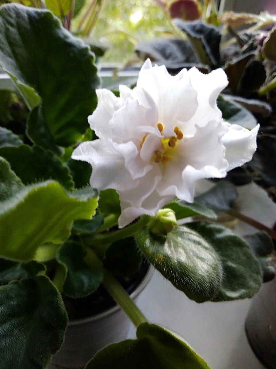 Узамбарская фиалка