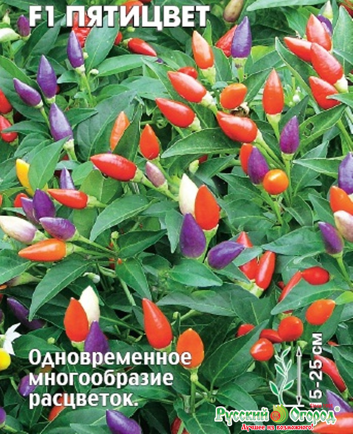 Перец декоративный