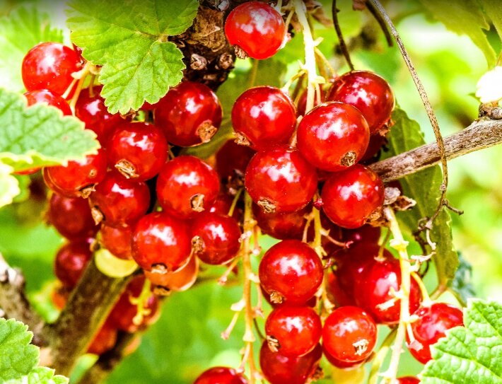 Красная смородина