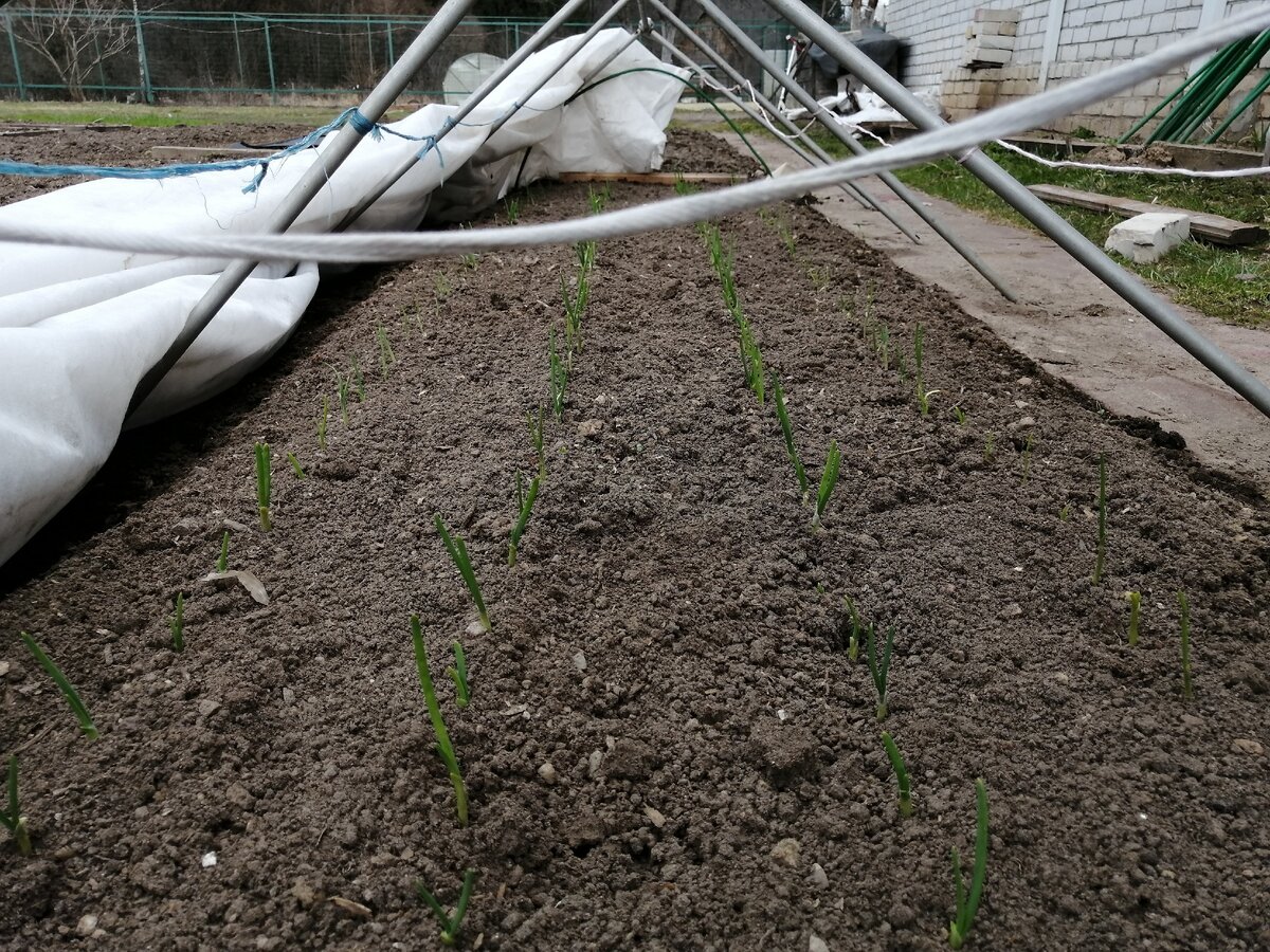 А это лучок посажанный в зиму.