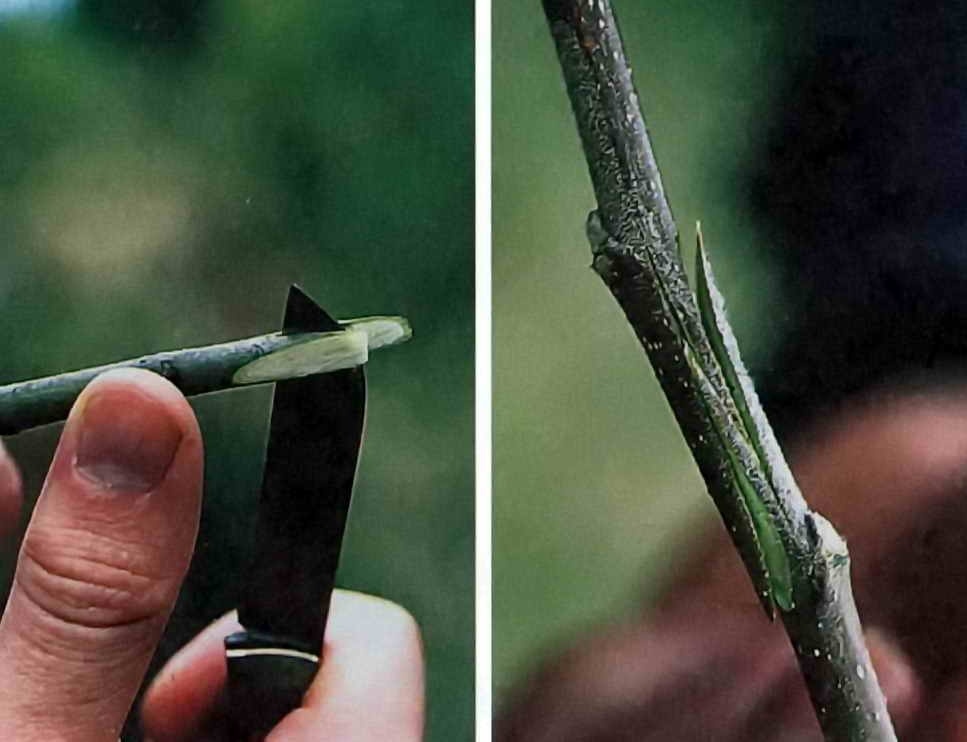 Фото из свободных источников.