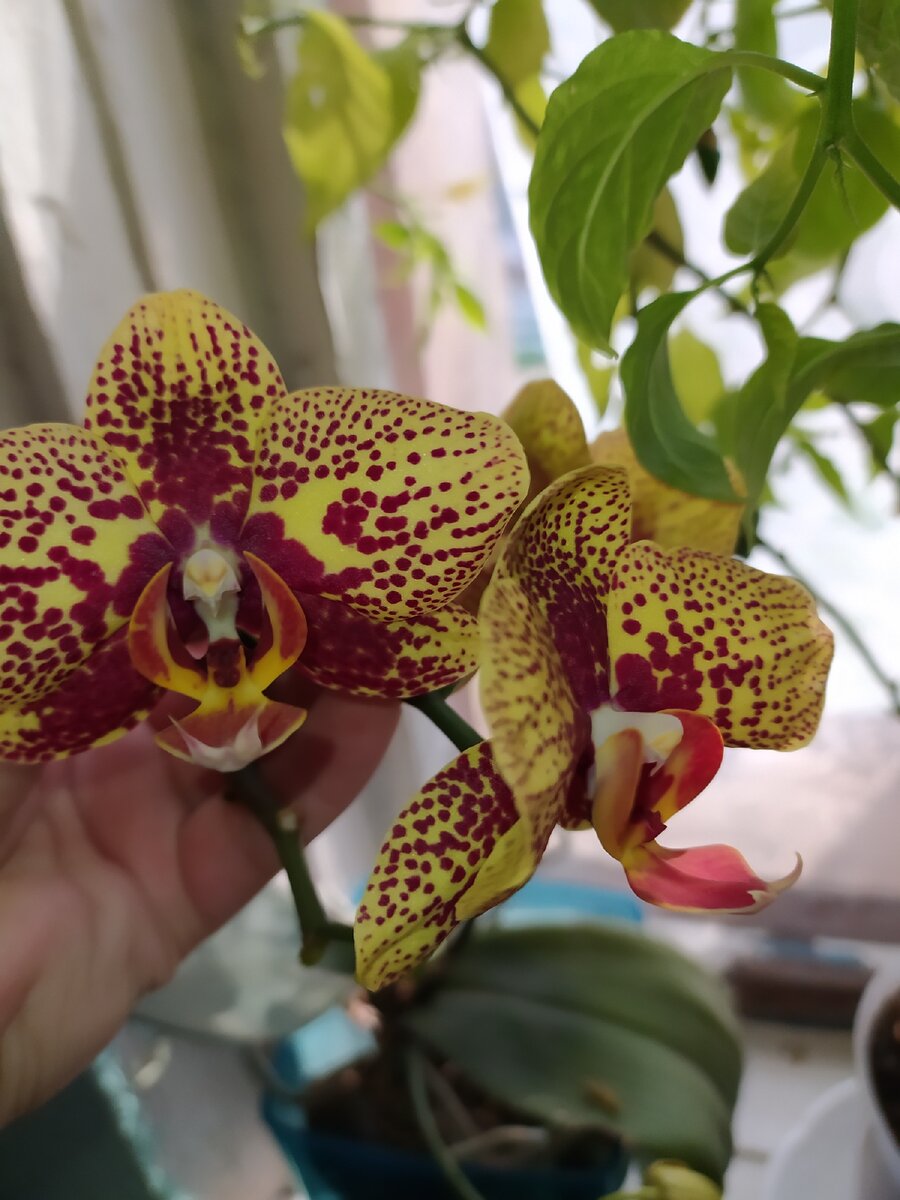 Орхидея Чармер