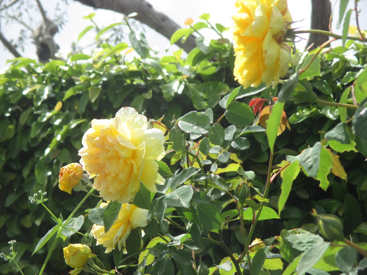 Розы, мои фото