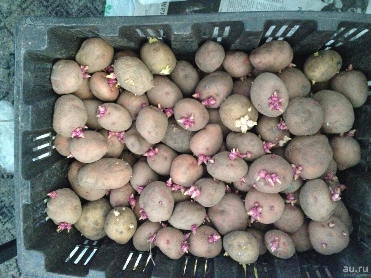 В идеале клубни должны быть одного размера, тогда и прорастать будут дружно. (фото из открытых источников).