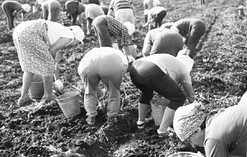 Во времена СССР неотъемлемой частью жизни в этой стране были поездки «на картошку».-6