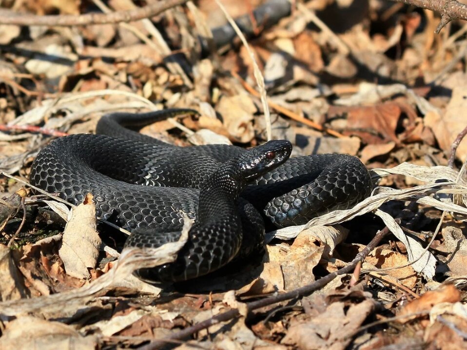 Гадюка обыкновенная. Фото: krasivosti.pro