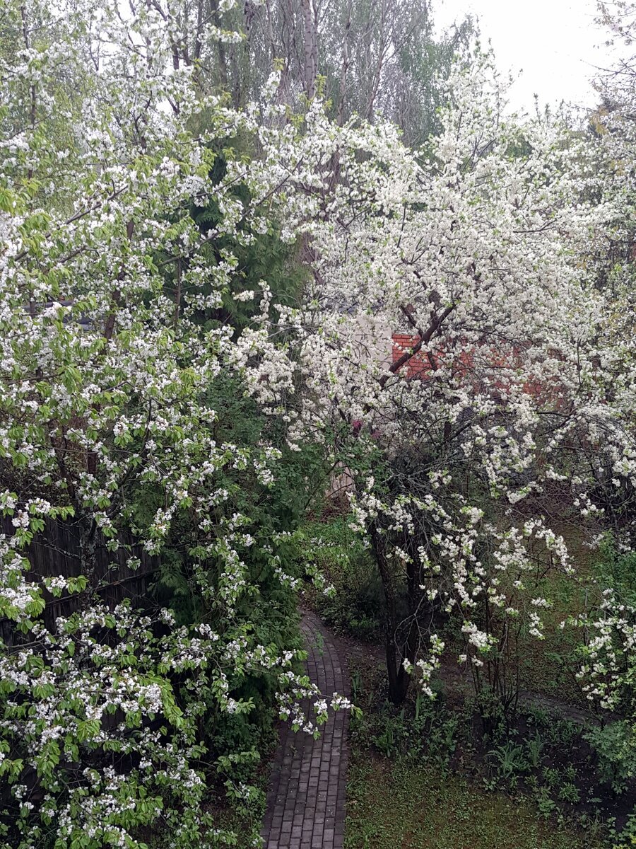 Сад в цвету