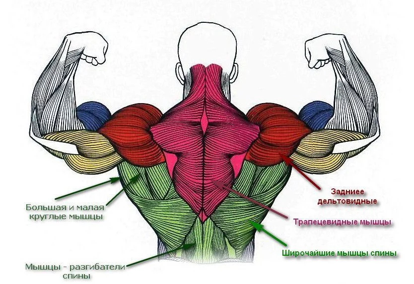 Как накачать широчайшие мышцы спины | упражнения для широкой спины | Susanin Fitness