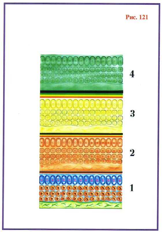 Рис. 121 — структура здоровой ткани на физическом, эфирном, астральном и первом ментальном уровнях.
1. Физически плотная ткань.
2. Эфирная ткань.
3. Астральная ткань.
4. Ткань первого ментального уровня.