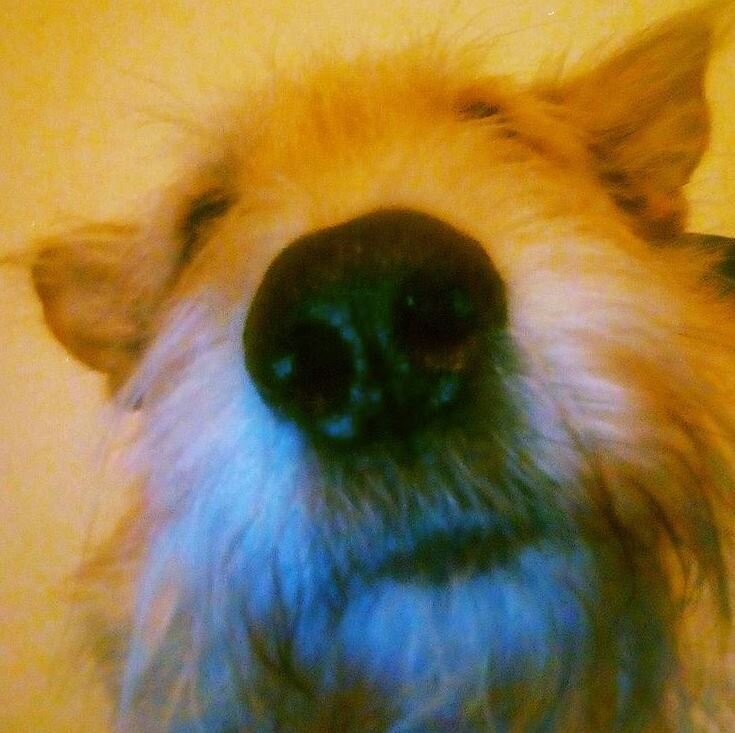 Ох, уж этот нос... Фото автора.