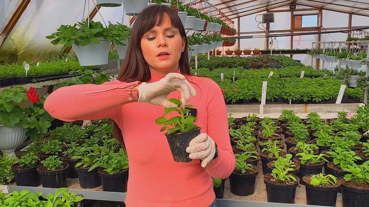 Как прищипнуть рассаду петунии? Фото Марина zacvetet Патрина