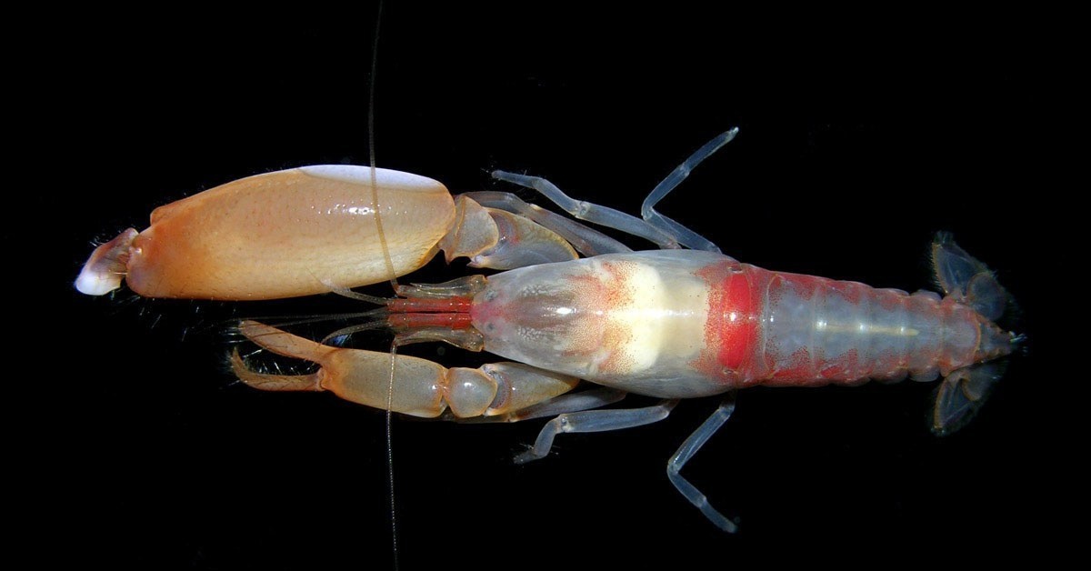 Пистолетная креветка 