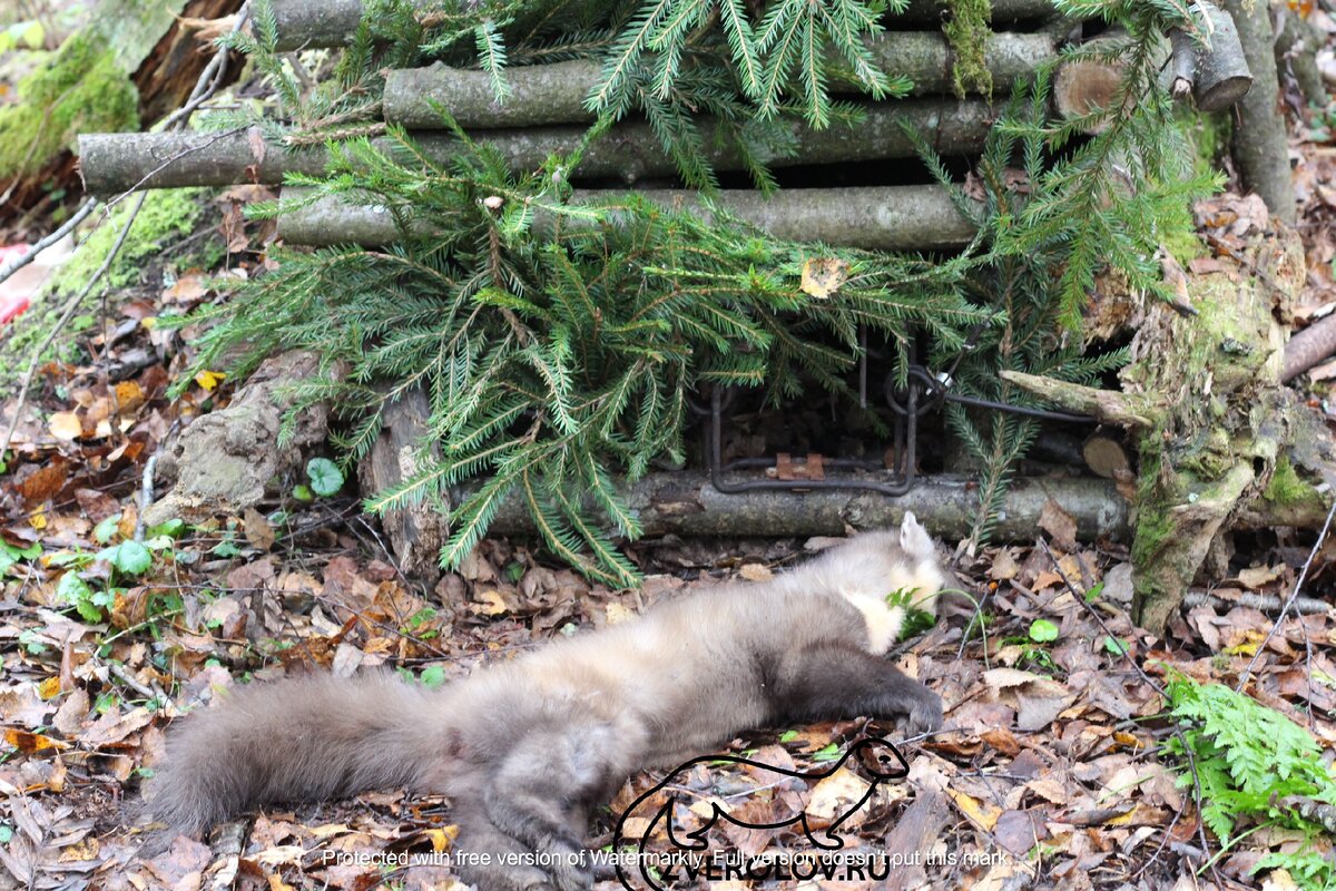 У дворика в начале сезона