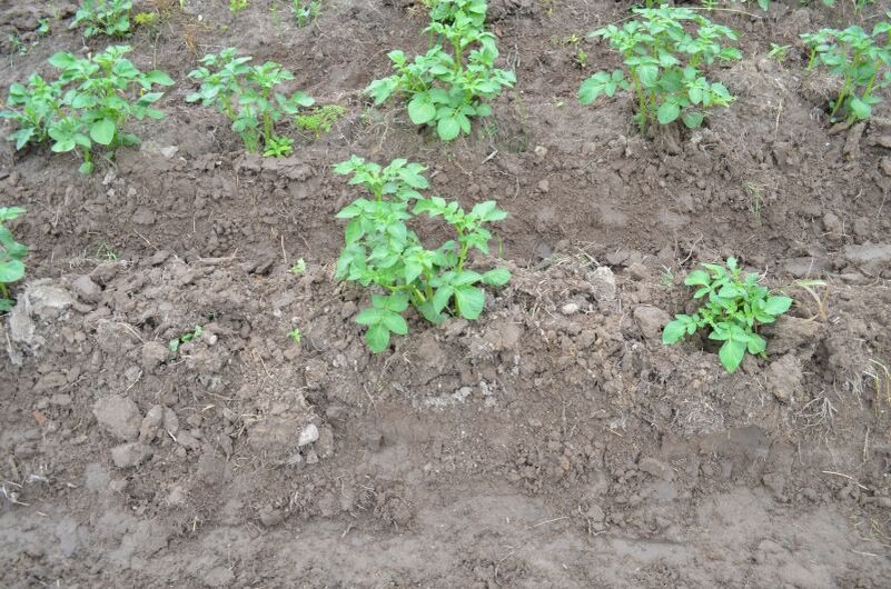 Вот такие гряды картофеля.