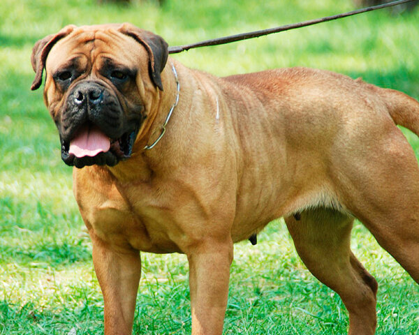 Они крепкие сильные рост средний они атакуют любого кто посмеет зайти на его территорию  