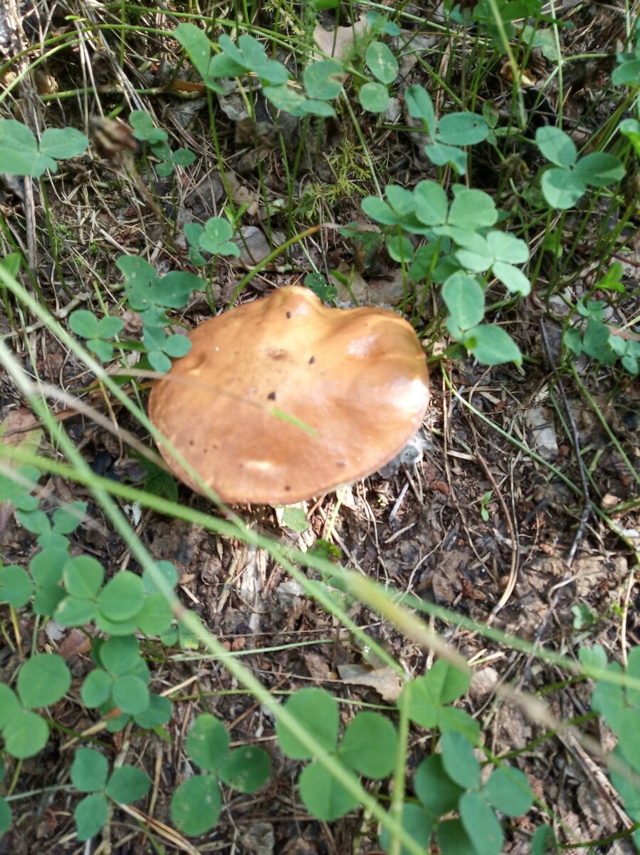 Первый гриб! Маслёнок