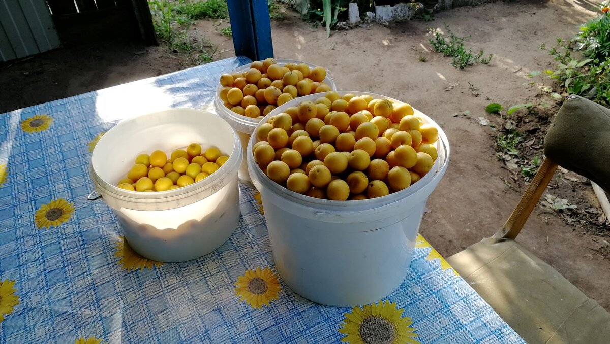 Насобирала два ведра алычи - буду варить вкуснейший компот по бабушкиному  рецепту. Рассказываю простой рецепт. | Блог Бабы Ани | Дзен