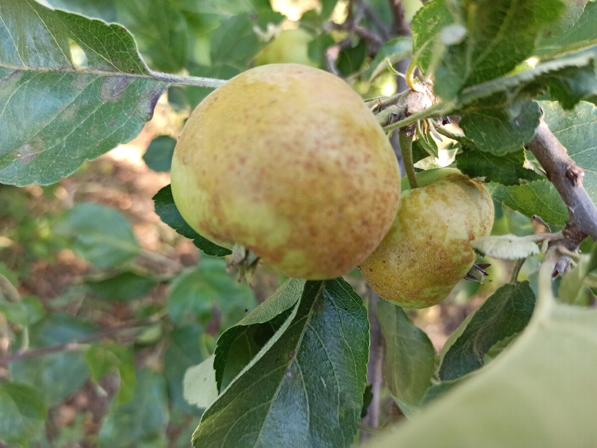 Парша на ялоках. Фото: Алексей Володихин