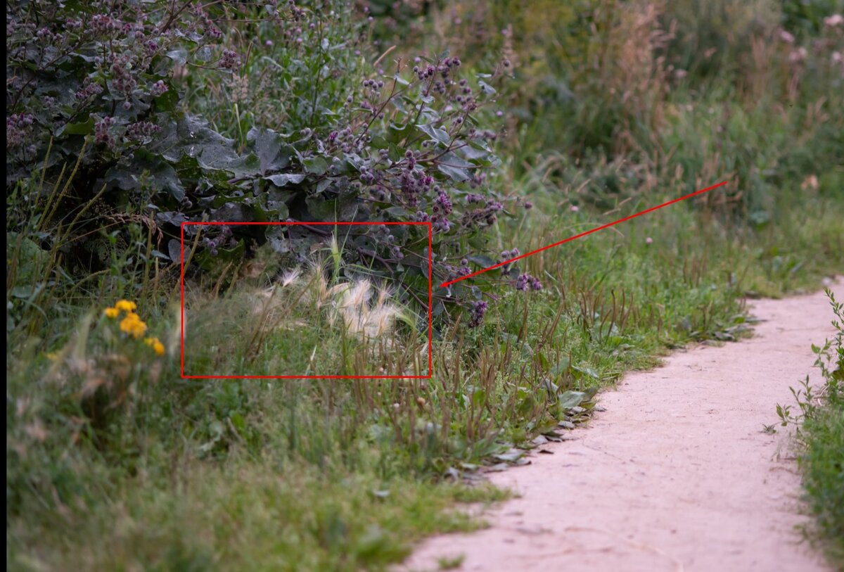 Снято 06 августа 2020 года, в г.Химки, в долине реки Грачёвка - любимое место прогулок жителей окрестных домов 