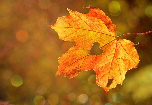 Pixabay License Бесплатно для коммерческого использования 
Указание авторства не требуется