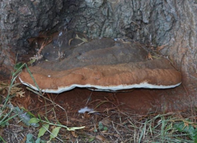 Источник сайт kinzarostov.ru