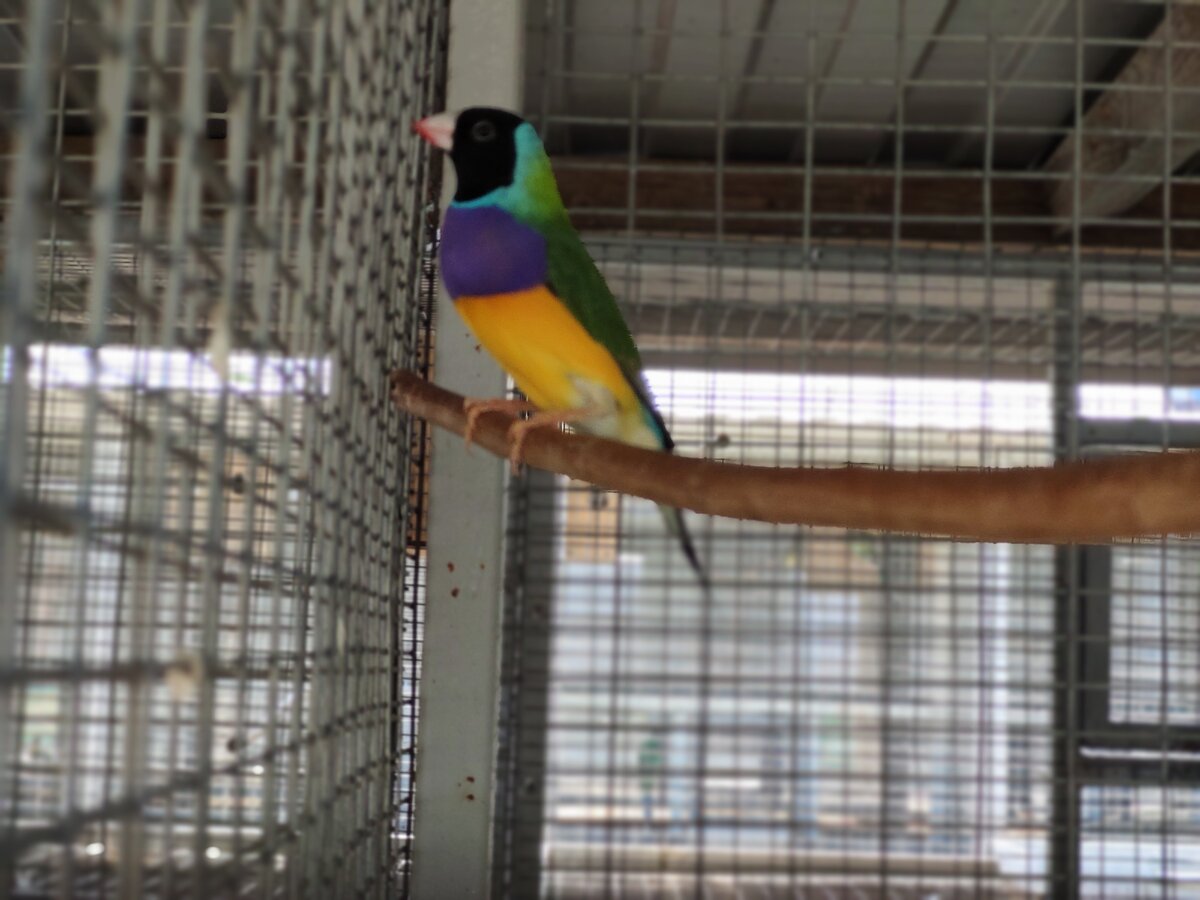 Открывший гульдовую амадину британский натуралист Джон Гульд назвал ее в честь своей жены. Сентябрь 2020.