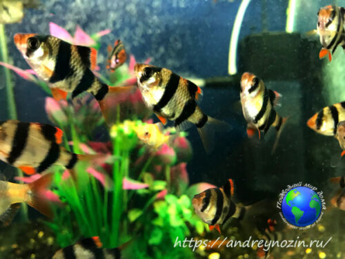 Фото: Барбусы 