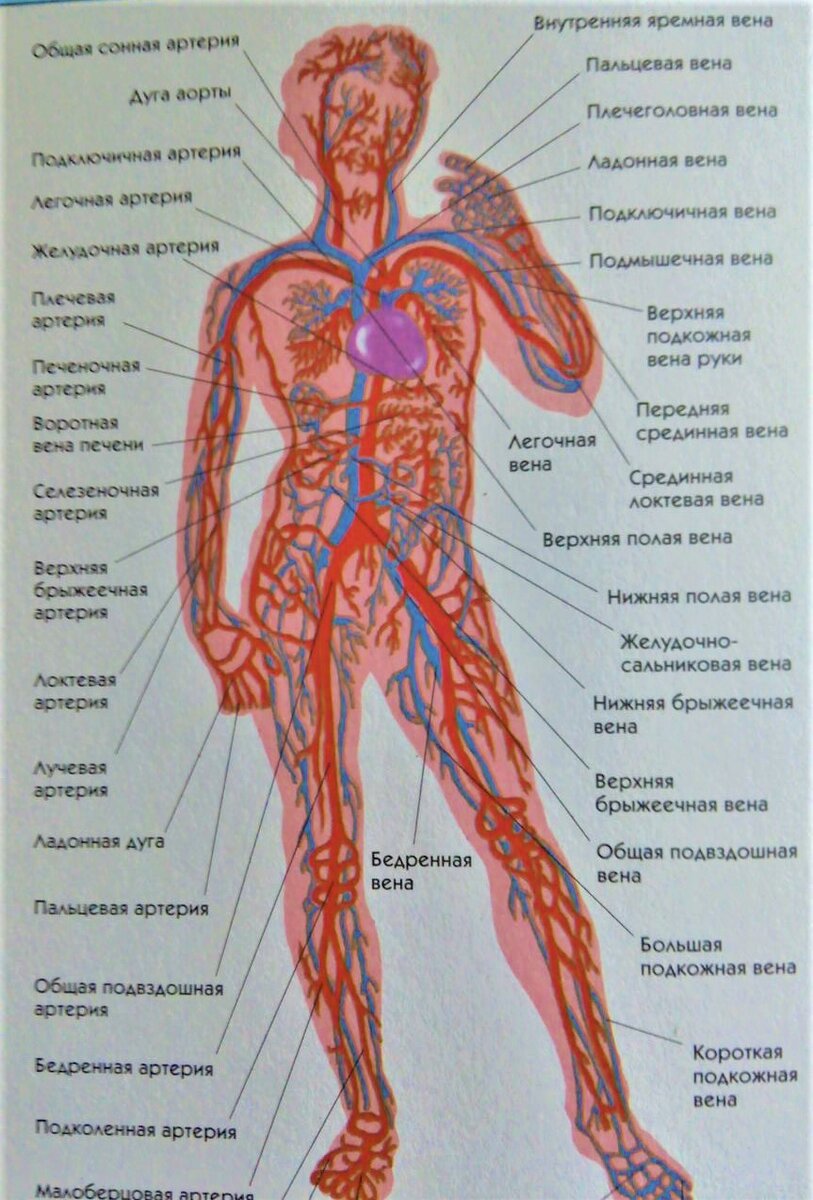 Названия артерий человека рисунок