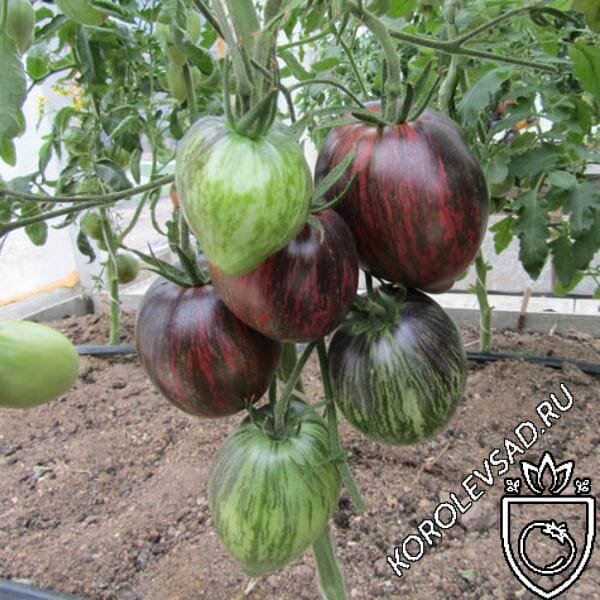 Томат Мятежный звездный истребитель ведущий