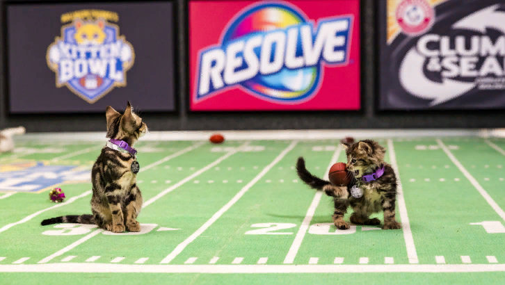 Премьера состоялась в 2014 году и собрала у телеэкранов любителей животных и желающих взять кого-то из "юных спортсменов" на воспитание. Источник фото Яндекс Диск