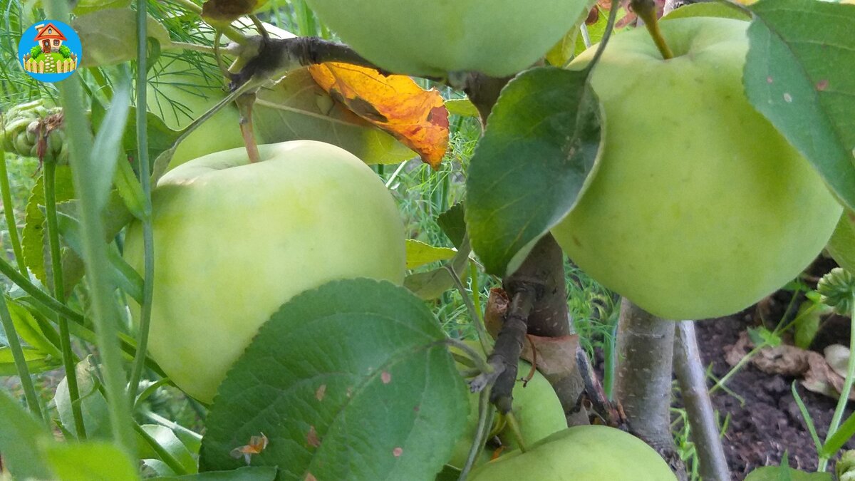 Первые 13 яблочек на молодой яблоньке.