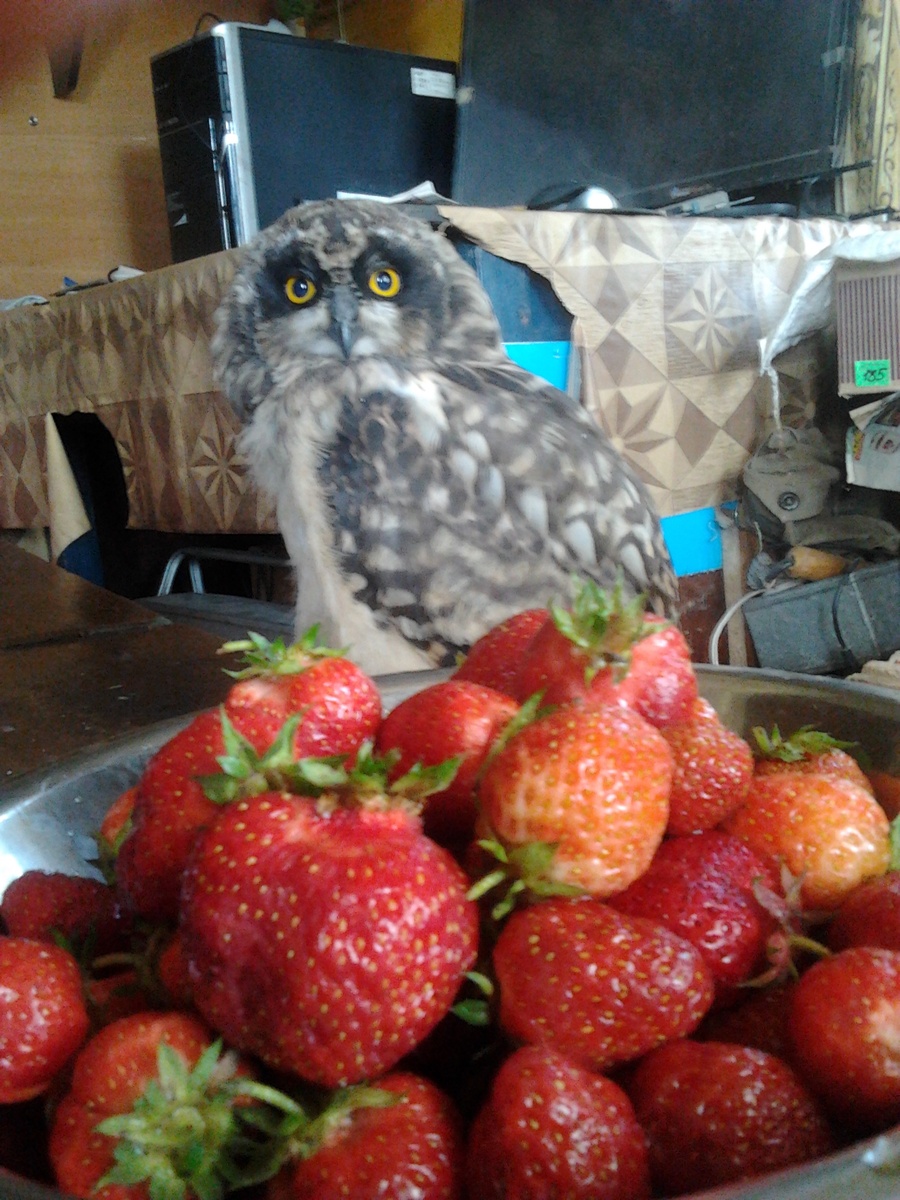 Самый любопытный!)