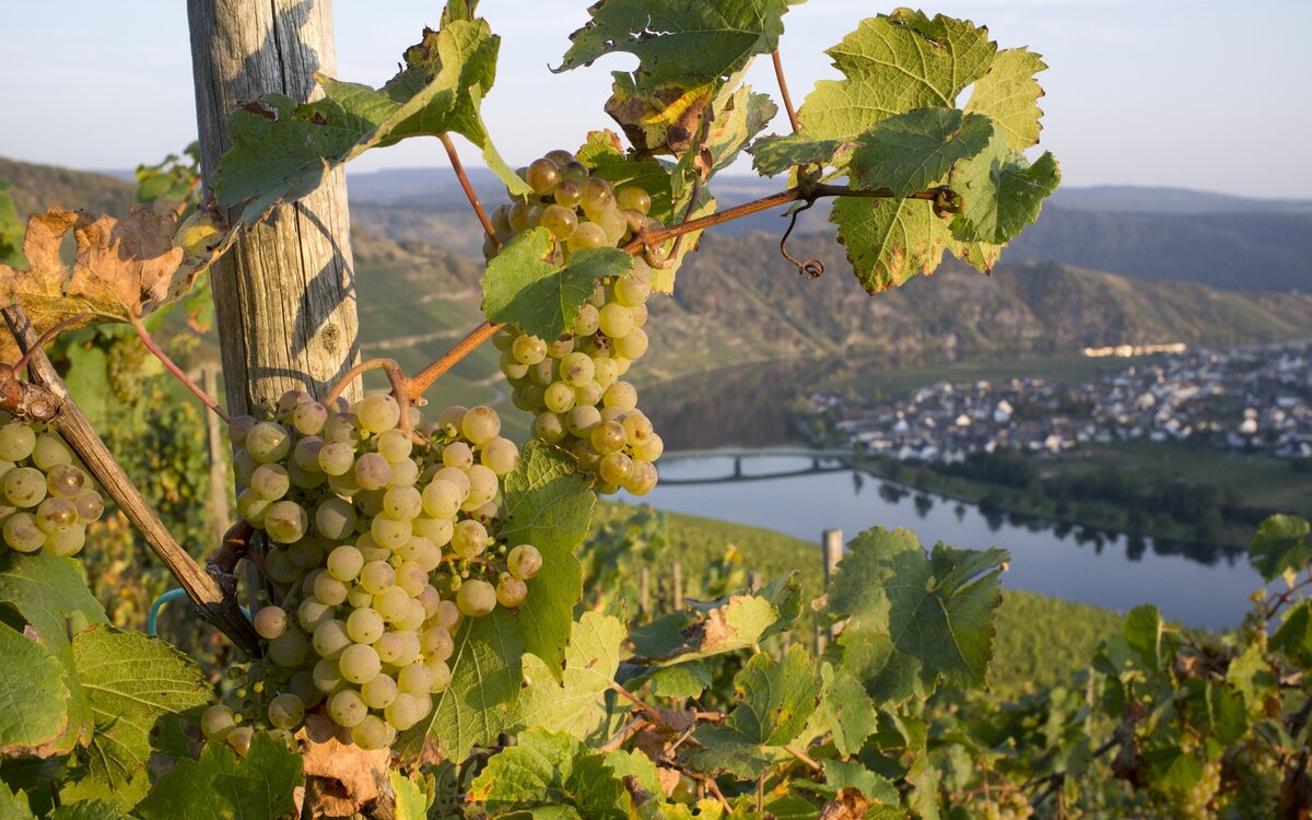 Виноград в горах