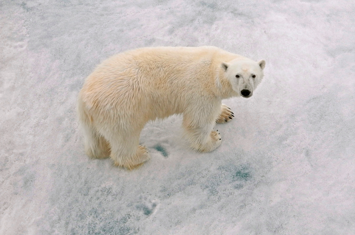 Международный день полярного белого медведя 27 февраля. Международный день полярного (белого) медведя. Белый медведь Архангельск. 27 Февраля белый медведь. Белые дни в феврале