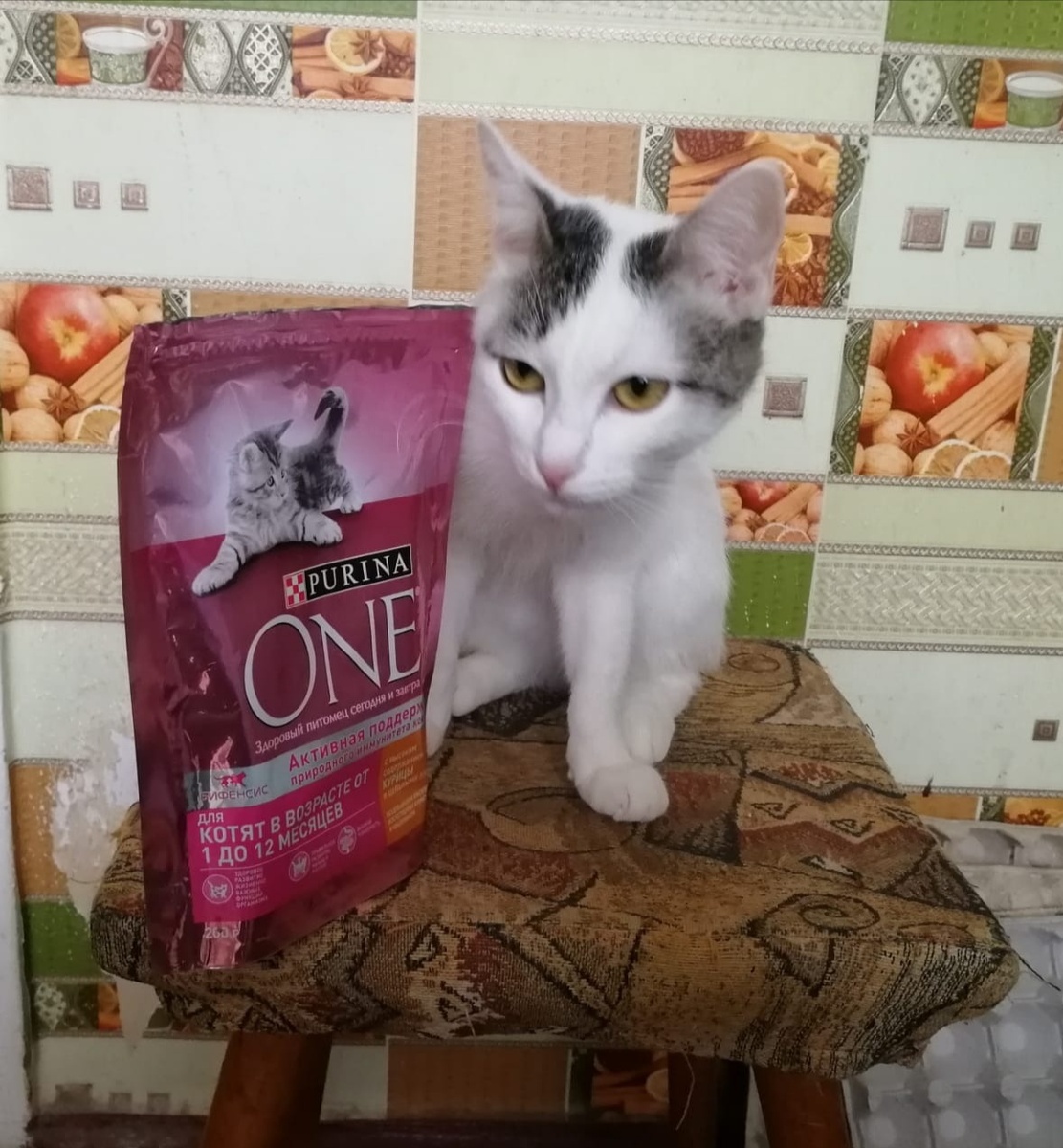 Моя любимица Машка предпочитает корм PURINA® ONE® для котят. Видимо поэтому до сих пор резва и игрива как ребёнок
