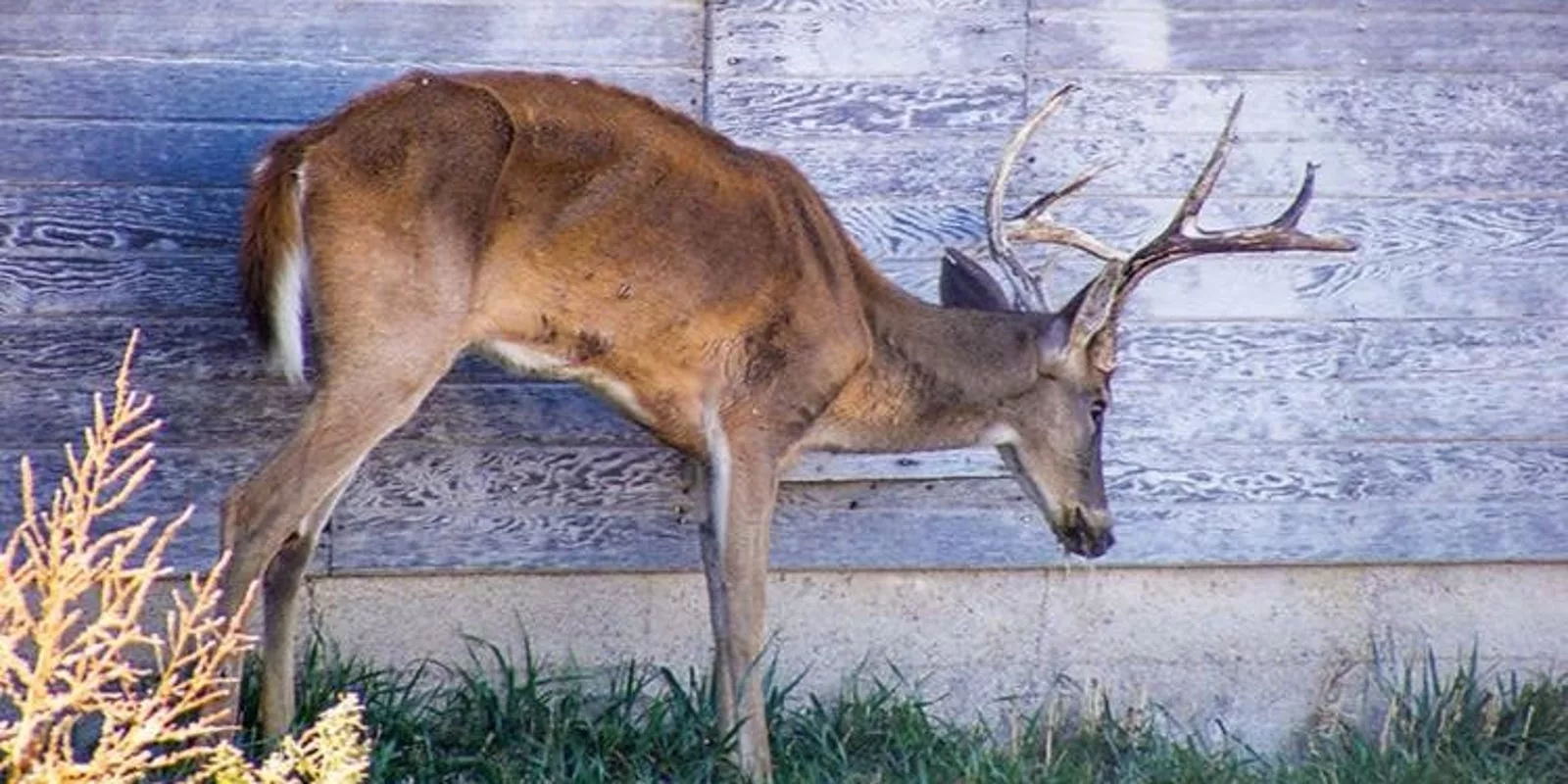 Zombie deer