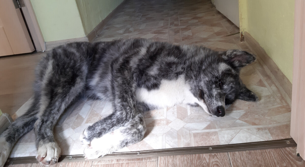 Фото автора. Обычное состояние собаки во время течки.