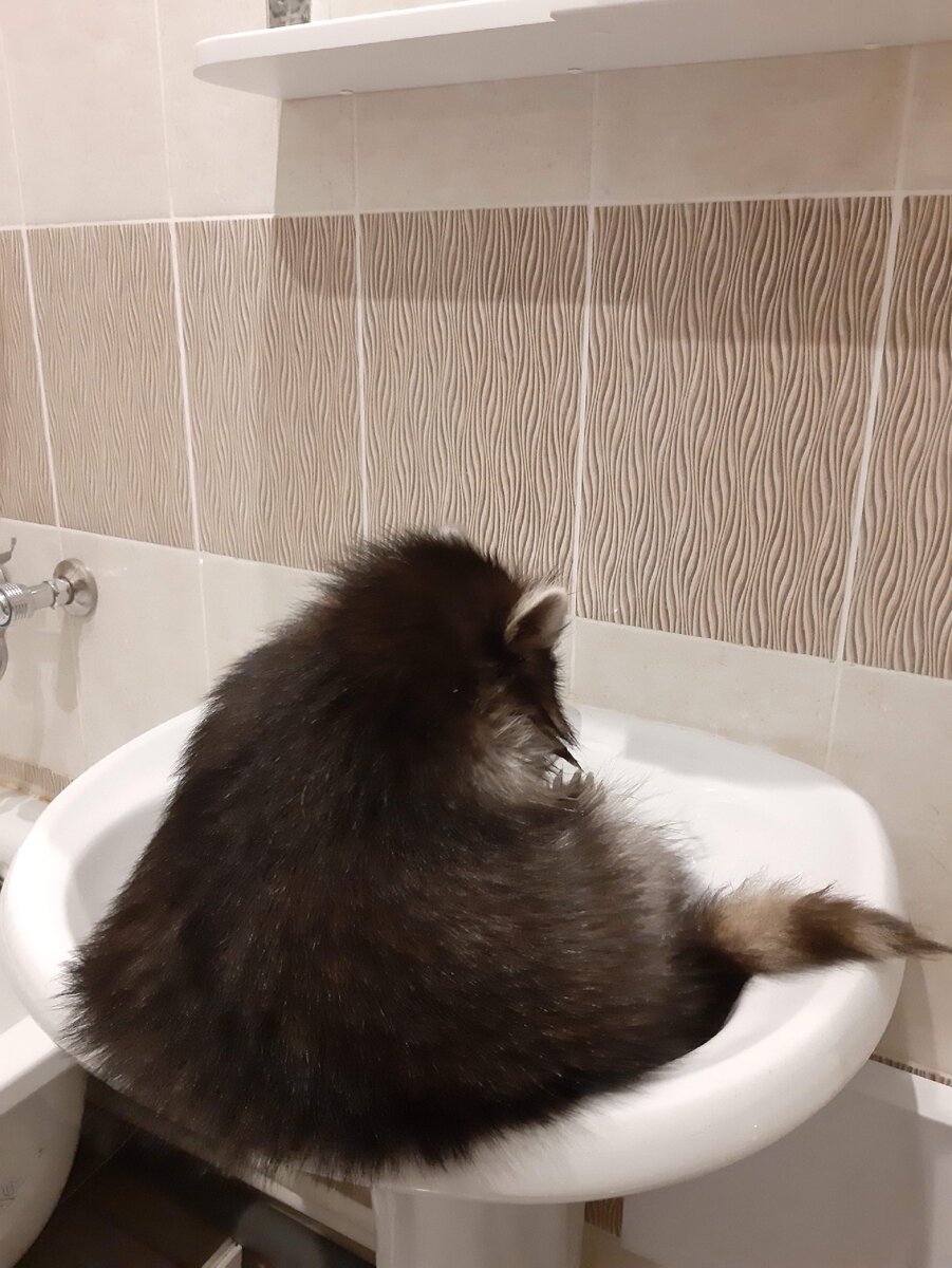 Енот и вода