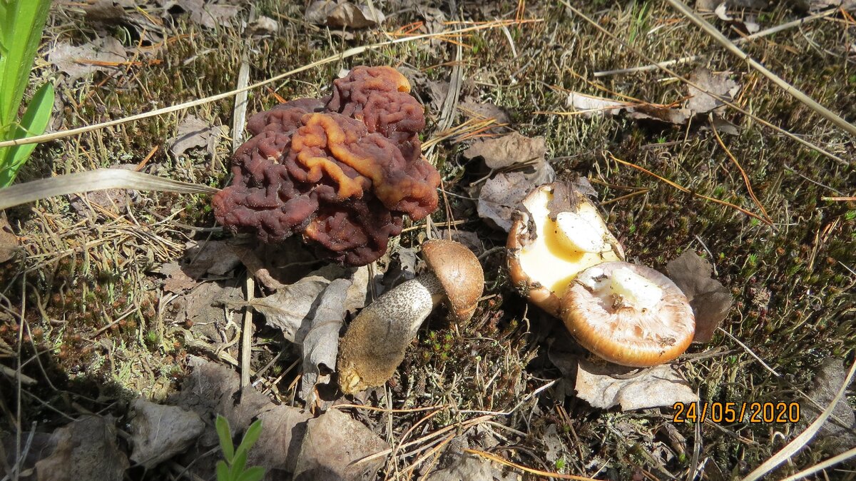 Фото автора.Маслята уже заканчивались, подберезовики начинались и тут явились строчки. И кому они уже нужны?