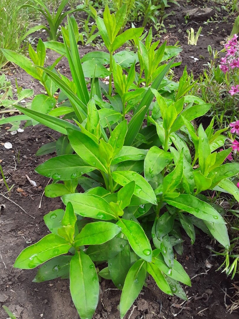 Это флокс в лилейнике или лилейник в флоксе?