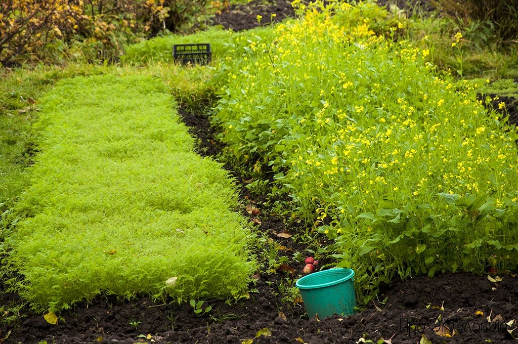 Грядки с седератами