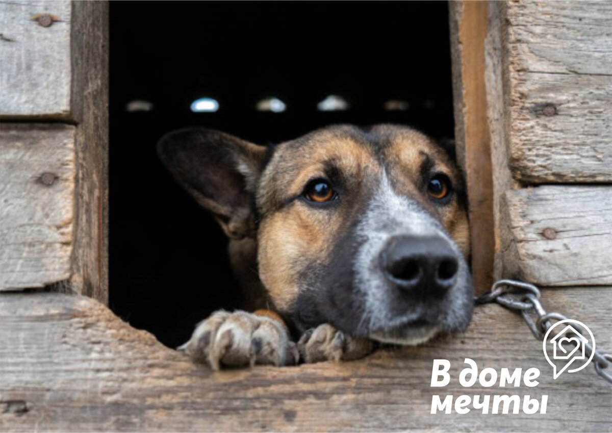 4 основные причины, влияющие на развитие стресса у собаки