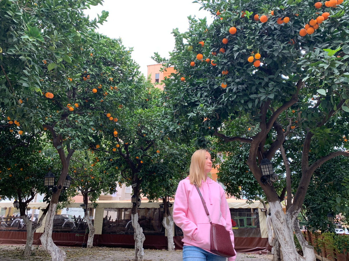 Апельсиновый сад в Алании